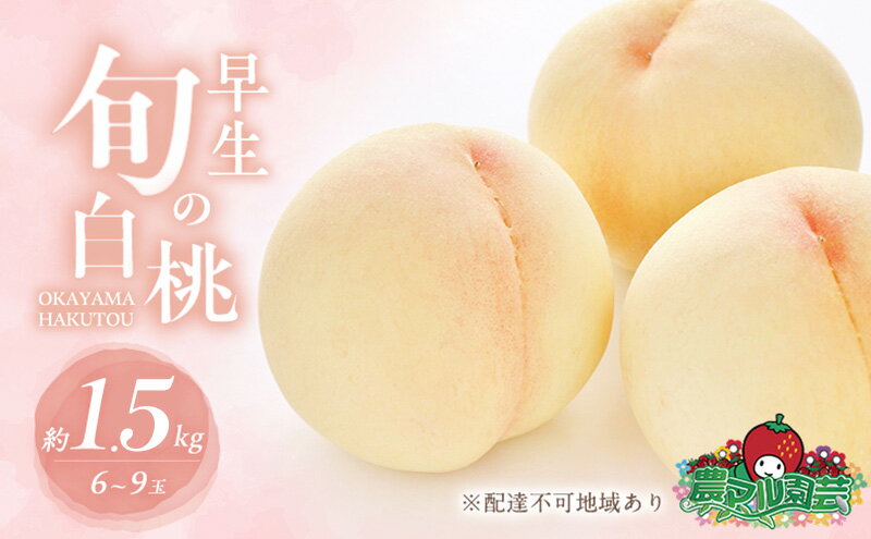 【ふるさと納税】桃 2026年 先行予約 早生の旬の 白桃 約1.5kg 6～9玉 進物用 もも モモ フルーツ 果物 岡山 赤磐市産 農マル園芸 あかいわ農園　お届け：2026年6月中旬～2026年6月下旬 サムネイル2