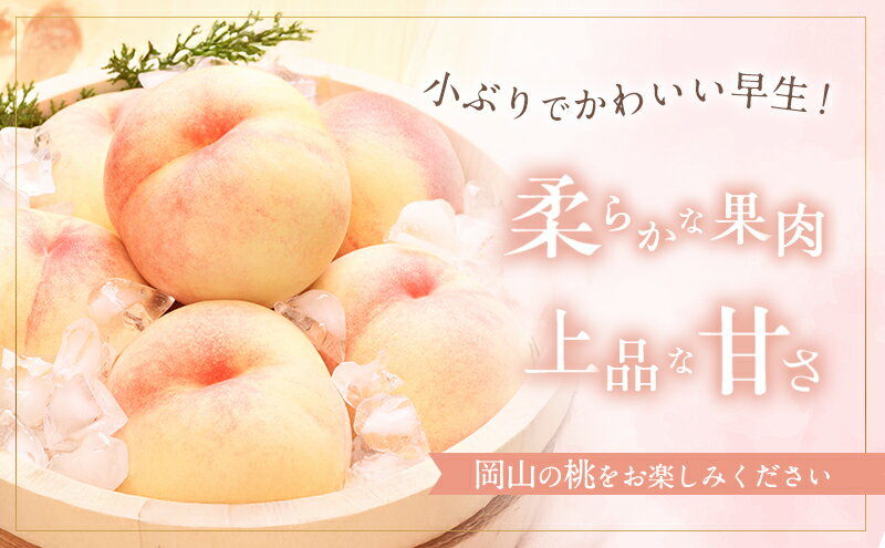 【ふるさと納税】桃 2026年 先行予約 早生の旬の 白桃 約1.5kg 6～9玉 進物用 もも モモ フルーツ 果物 岡山 赤磐市産 農マル園芸 あかいわ農園　お届け：2026年6月中旬～2026年6月下旬 サムネイル3
