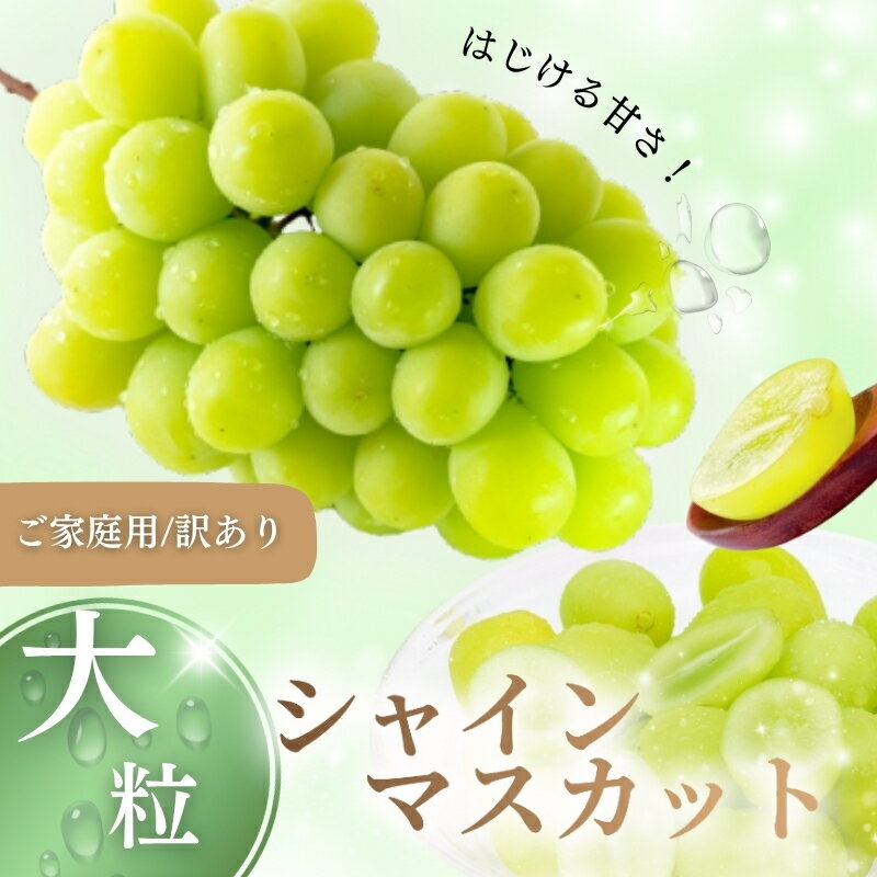 【先行予約】【訳あり】 ご家庭用 シャインマスカット 約1.5kg（2〜4房） NISSHOKU FARM 【2025年9月下旬〜12月頃より順次発送予定】 / 甘い 岡山 訳アリ わけあり ぶどう ブドウ 葡萄 シャインマスカット 先行予約 フルーツ 果物 特選 真庭市 フルーツ王国