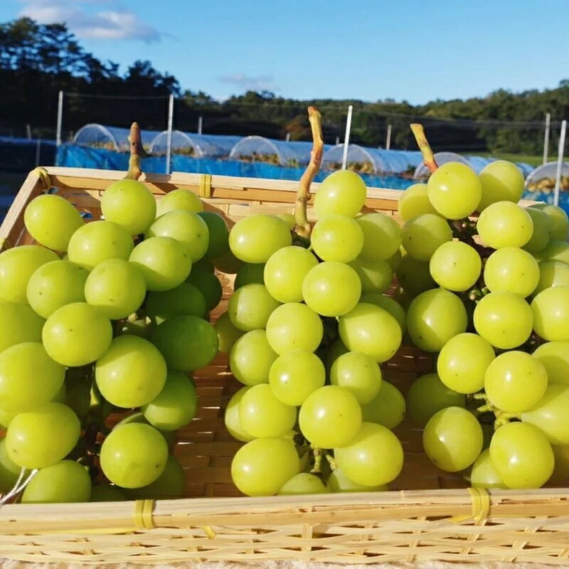 【ふるさと納税】 【先行予約】【訳あり】 ご家庭用 シャインマスカット 約1.5kg（2〜4房） NISSHOKU FARM 【2025年9月下旬〜12月頃より順次発送予定】 / 甘い 岡山 訳アリ わけあり ぶどう ブドウ 葡萄 シャインマスカット 先行予約 フルーツ 果物 特選 真庭市 フルーツ王国 サムネイル2