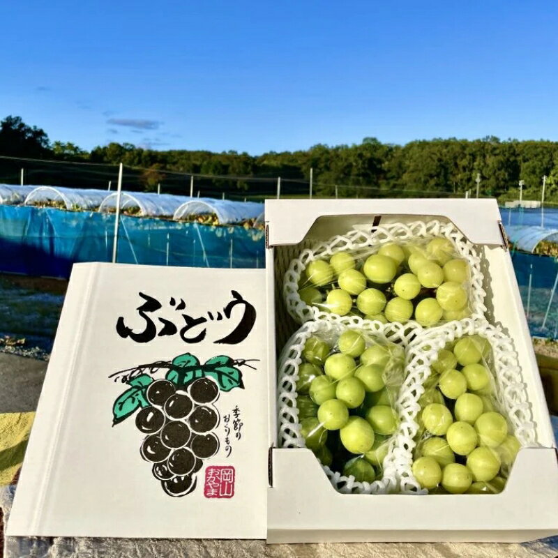 【ふるさと納税】 【先行予約】【訳あり】 ご家庭用 シャインマスカット 約1.5kg（2〜4房） NISSHOKU FARM 【2025年9月下旬〜12月頃より順次発送予定】 / 甘い 岡山 訳アリ わけあり ぶどう ブドウ 葡萄 シャインマスカット 先行予約 フルーツ 果物 特選 真庭市 フルーツ王国 サムネイル3