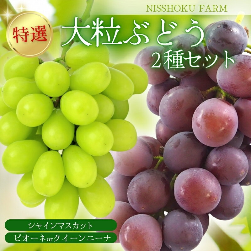 特選 大粒！ ぶどう2種セット（シャインマスカット入り） 計1.2kg（2房） 岡山 NISSHOKU FARM 【2025年9月下旬～12月順次発送】/ ぶどう ブドウ 葡萄 シャインマスカット ピオーネ クイーンニーナ 先行予約 フルーツ 果物 大粒サイズ 真庭市 フルーツ王国