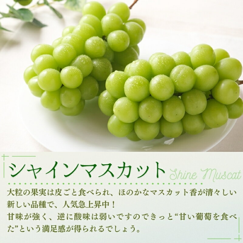【ふるさと納税】 特選 大粒！ ぶどう2種セット（シャインマスカット入り） 計1.2kg（2房） 岡山 NISSHOKU FARM 【2025年9月下旬～12月順次発送】/ ぶどう ブドウ 葡萄 シャインマスカット ピオーネ クイーンニーナ 先行予約 フルーツ 果物 大粒サイズ 真庭市 フルーツ王国 サムネイル2