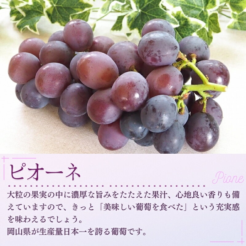 【ふるさと納税】 特選 大粒！ ぶどう2種セット（シャインマスカット入り） 計1.2kg（2房） 岡山 NISSHOKU FARM 【2025年9月下旬～12月順次発送】/ ぶどう ブドウ 葡萄 シャインマスカット ピオーネ クイーンニーナ 先行予約 フルーツ 果物 大粒サイズ 真庭市 フルーツ王国 サムネイル3