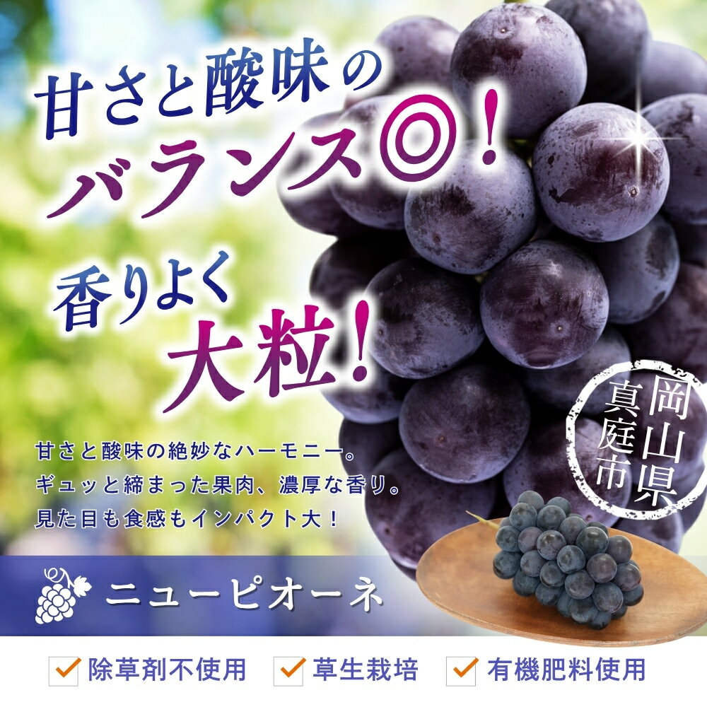 【ふるさと納税】 ＼2026年先行予約／ ぶどう 岡山 花笑み農園『ニューピオーネ』1kg（2房） P-1 hana14　2026年9月上旬～受付順に発送予定　ブドウ 贈答用 岡山 真庭 ピオーネ 高級 真庭市 大粒 葡萄 サムネイル3