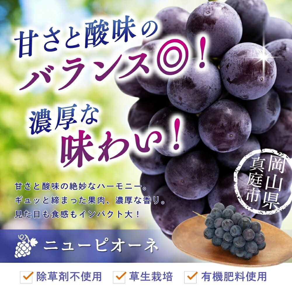 【ふるさと納税】 ＼2026年先行予約／ 【訳あり】 岡山 花笑み農園の 『訳ありニューピオーネ』1kg 【2026年9月上旬〜順次発送予定】【配送不可地域：離島】 ぶどう 葡萄 ブドウ フルーツ 果物 くだもの ピオーネ ニューピオーネ 人気 おすすめ 国産 産地直送 不揃い 岡山 サムネイル3