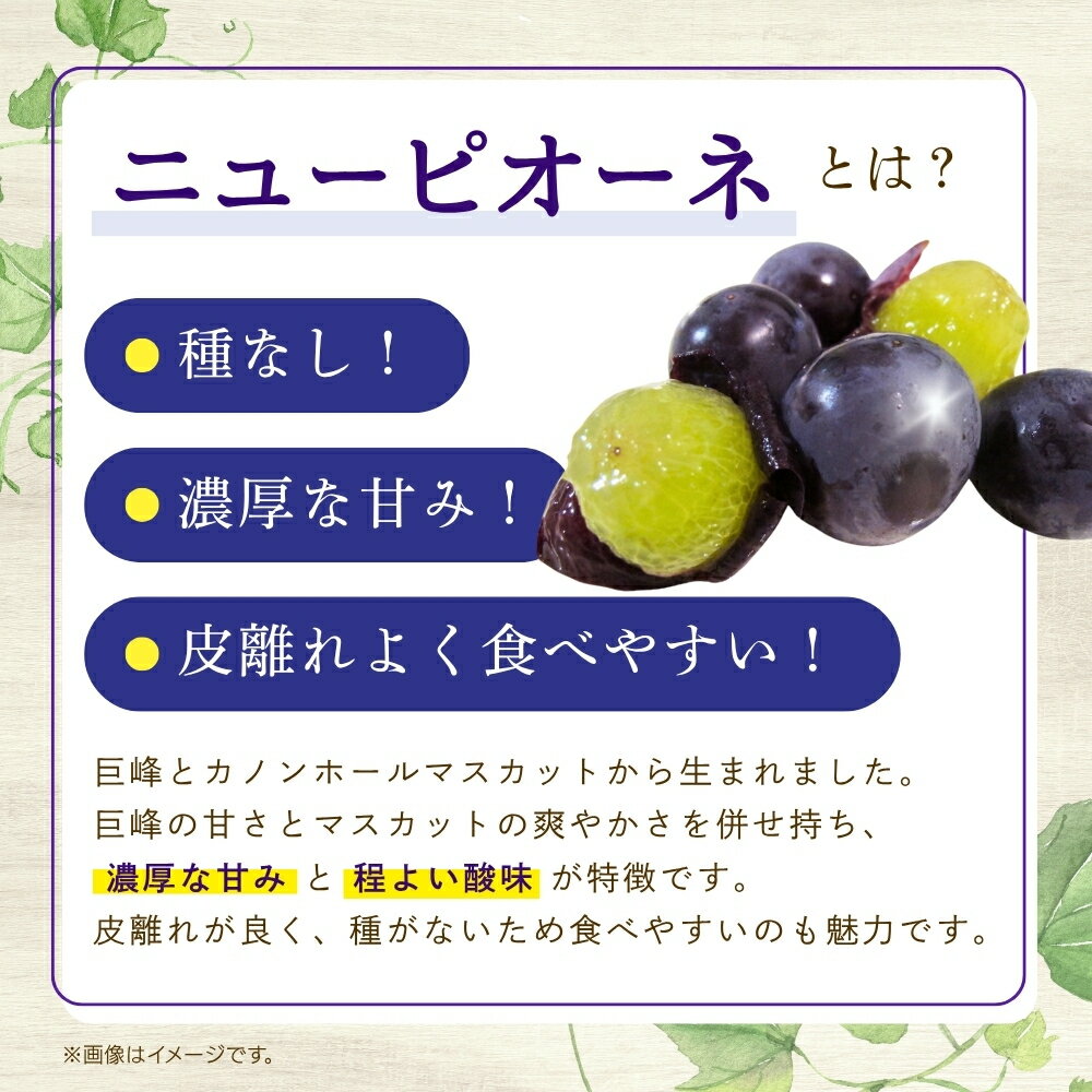 【ふるさと納税】 ＼先行予約／ 【訳あり】 岡山 花笑み農園の 『種なしニューピオーネ』1kg ぶどう 果物 ピオーネ フルーツ くだもの 規格外 不揃い 岡山 葡萄 【2026年9月上旬〜順次発送予定】【配送不可地域：離島】 - 画像2