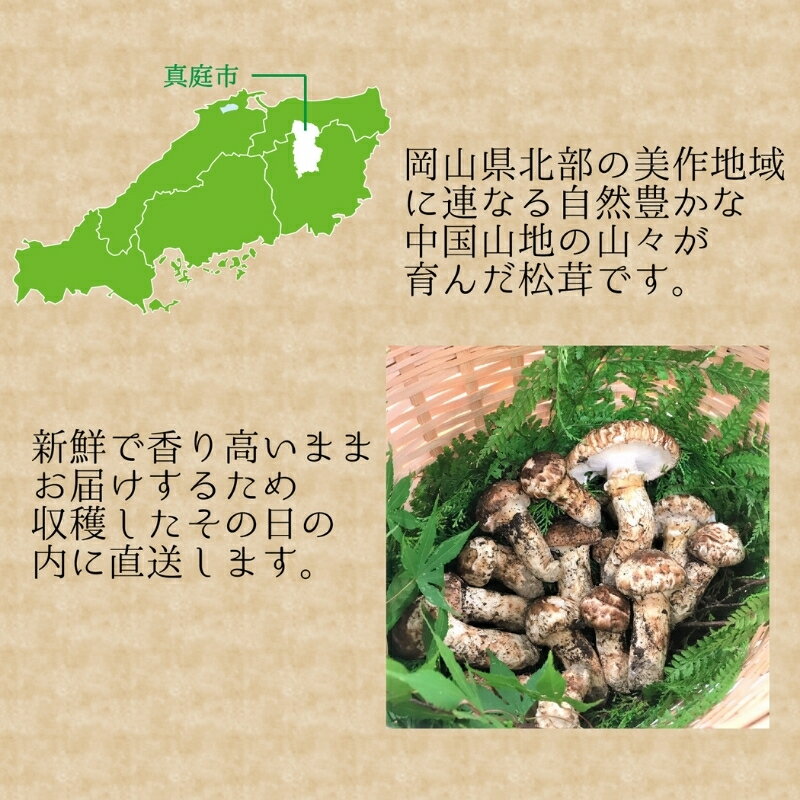 【ふるさと納税】 【2026年先行予約】 岡山県産『松茸』 100g(1〜3本) 花笑み農園 【9月下旬〜順次発送】 国産 岡山県 真庭市 希少 産地直送 松茸 天然物 まつたけ きのこ - 画像2