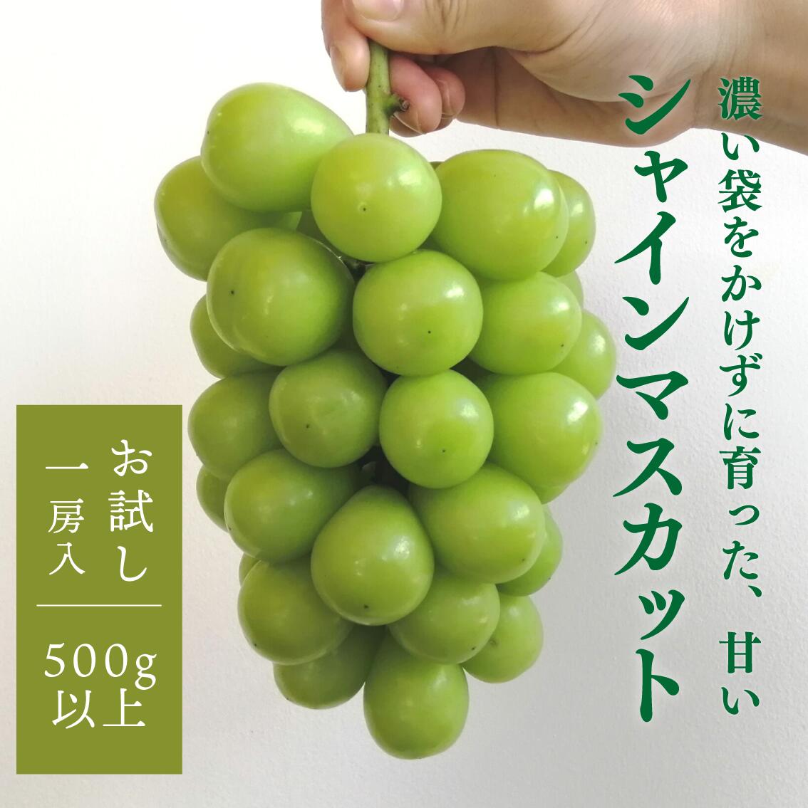 ＼2026年の先行受付／ 【きよとうファーム】 シャインマスカット 1房入 500g以上 （岡山県真庭市産）【2026年9月以降順次発送予定】 （配送不可地域：離島） ぶどう 葡萄 先行予約