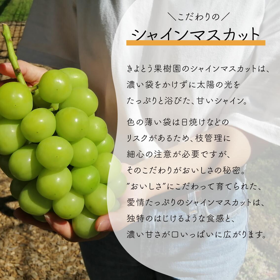 【ふるさと納税】 ＼2026年の先行受付／ 【きよとうファーム】 シャインマスカット 1房入 500g以上 （岡山県真庭市産）【2026年9月以降順次発送予定】 （配送不可地域：離島） ぶどう 葡萄 先行予約 サムネイル3