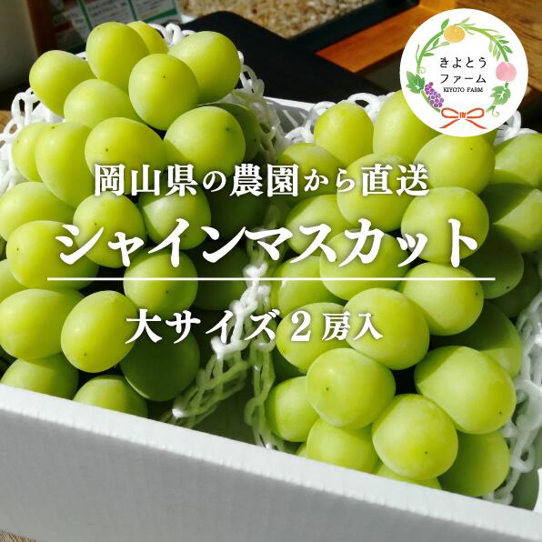 【きよとうファーム】シャインマスカット 特大2房入/計1.3kg〜(岡山県産)【配送不可地域：離島】ぶどう ブドウ 葡萄 岡山 シャインマスカット フルーツ 果物 真庭市