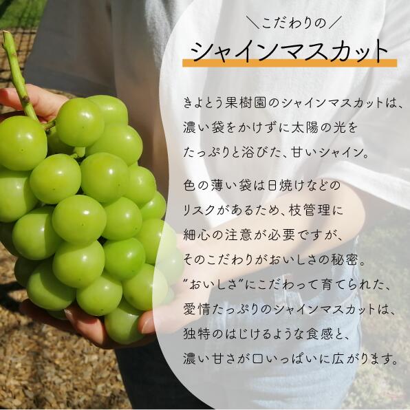 【ふるさと納税】 【きよとうファーム】シャインマスカット 特大2房入/計1.3kg〜(岡山県産)【配送不可地域：離島】ぶどう ブドウ 葡萄 岡山 シャインマスカット フルーツ 果物 真庭市 サムネイル3