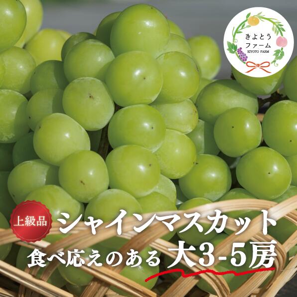 【きよとうファーム】シャインマスカット 上級品 大3-5房/計2.4kg〜(岡山県産) 【9月以降より順次発送予定】【配送不可地域：離島】 / シャインマスカット 葡萄 ぶどう 果物 くだもの フルーツ 上級品 岡山県産 大人気