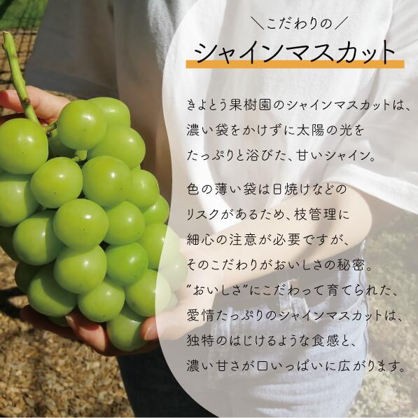 【ふるさと納税】 【きよとうファーム】シャインマスカット 上級品 大3-5房/計2.4kg〜(岡山県産) 【9月以降より順次発送予定】【配送不可地域：離島】 / シャインマスカット 葡萄 ぶどう 果物 くだもの フルーツ 上級品 岡山県産 大人気 サムネイル3
