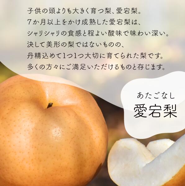 【ふるさと納税】 【きよとうファーム】あたご梨 上級品 2玉入(1.0kg級/玉) (岡山県産) 【2025年11月以降より順次発送予定】【KF-C004-01】 / あたご梨 愛宕梨 梨 特選品 上級品 贈り物 御歳暮 果物 くだもの フルーツ 和梨 サムネイル3