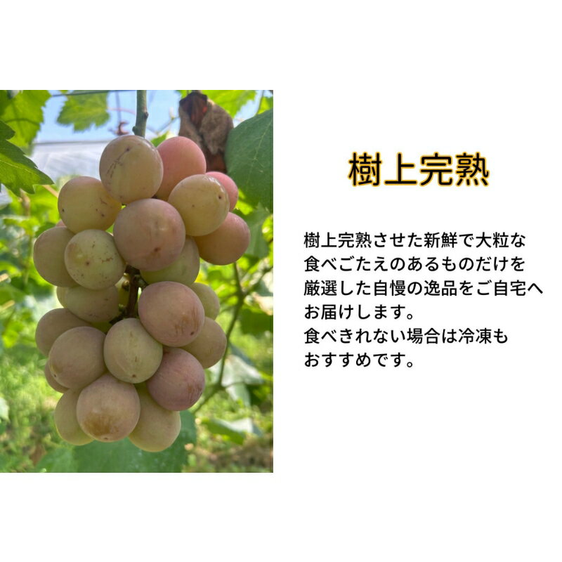 【ふるさと納税】 【2026年先行予約】岡山県産 【訳あり】 クイーンニーナ 1.1kg以上（2～3房）産地直送 朝採れ / ぶどう 葡萄 先行予約 フルーツ 真庭市 サムネイル2