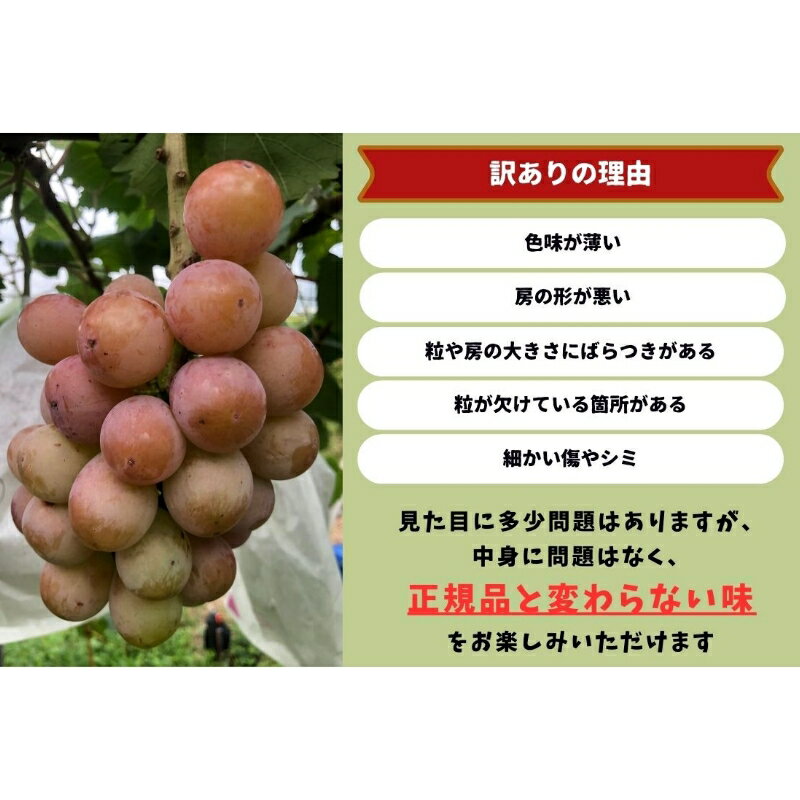 【ふるさと納税】 【2026年先行予約】岡山県産 【訳あり】 クイーンニーナ 1.1kg以上（2～3房）産地直送 朝採れ / ぶどう 葡萄 先行予約 フルーツ 真庭市 サムネイル3