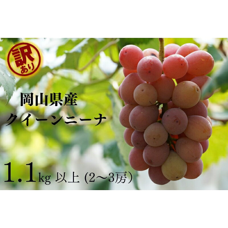 【2026年先行予約】岡山県産 【訳あり】 クイーンニーナ 1.1kg以上（2～3房）産地直送 朝採れ / ぶどう 葡萄 先行予約 フルーツ 真庭市