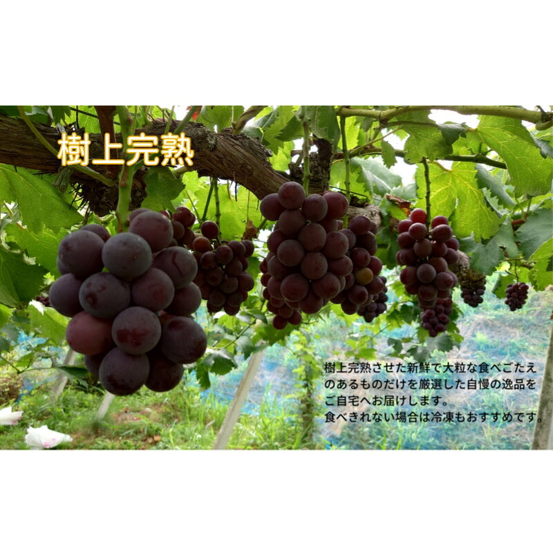 【ふるさと納税】 【2026年先行予約】岡山県産【訳あり】藤稔 1.0kg以上（2房）産地直送 朝採れ / ぶどう 葡萄 先行予約 フルーツ 果物 真庭市 フルーツ王国 珍しい 甘い サムネイル2