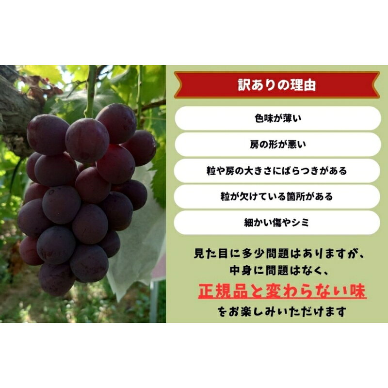 【ふるさと納税】 【2026年先行予約】岡山県産【訳あり】藤稔 1.0kg以上（2房）産地直送 朝採れ / ぶどう 葡萄 先行予約 フルーツ 果物 真庭市 フルーツ王国 珍しい 甘い サムネイル3