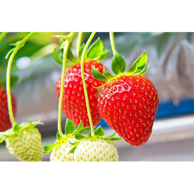 【ふるさと納税】岡山県美作市産　特選いちご&岡山プリン詰合せ(いちご約400g、プリン6個)【配送不可地域：離島・北海道・沖縄県】【1073698】 サムネイル2