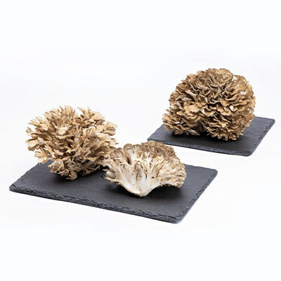 【ふるさと納税】舞茸　約600g【配送不可地域：離島】【1154814】 - 画像2