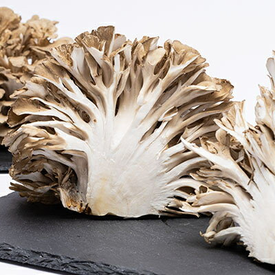 【ふるさと納税】舞茸　約600g【配送不可地域：離島】【1154814】 - 画像3