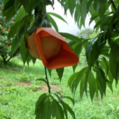 【ふるさと納税】【先行予約・2026年8月上旬より発送予定】岡山の白桃・おかやま夢白桃(2kg箱)【配送不可地域：離島】【1294298】 サムネイル2