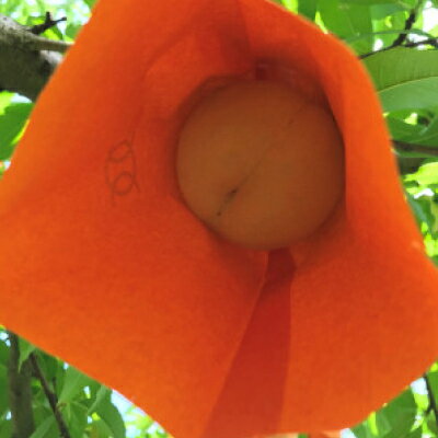 【ふるさと納税】【先行予約・2026年8月上旬より発送予定】岡山の白桃・おかやま夢白桃(2kg箱)【配送不可地域：離島】【1294298】 サムネイル3