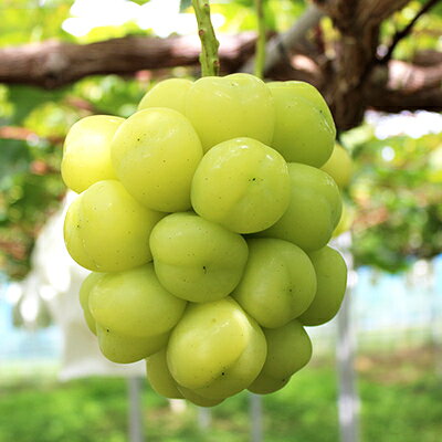 【ふるさと納税】2026年先行予約　雄宝　1房　1キロ【配送不可地域：離島】【1616174】 サムネイル3