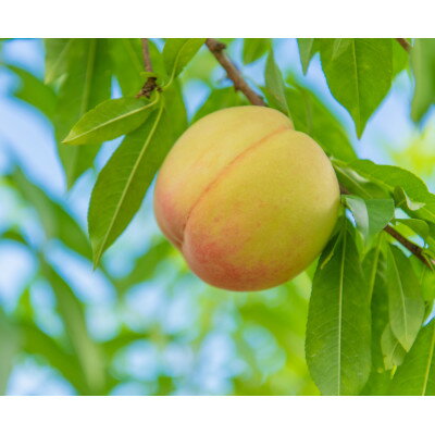 【ふるさと納税】【先行予約★2026年7月中旬より順次発送予定】岡山県産　白鳳(2kg箱)【配送不可地域：離島・北海道・沖縄県】【1667406】 サムネイル3