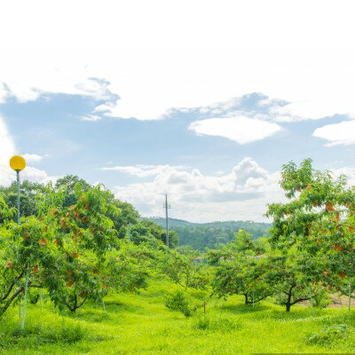 【ふるさと納税】【先行予約★2026年8月下旬より順次発送予定】岡山県産　白皇(2kg箱)【配送不可地域：離島・北海道・沖縄県】【1667456】 サムネイル3