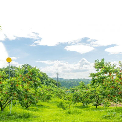 【ふるさと納税】【先行予約★2026年9月中旬より順次発送予定】岡山県産　黄金桃(2kg箱)【配送不可地域：離島・北海道・沖縄県】【1667464】 サムネイル3