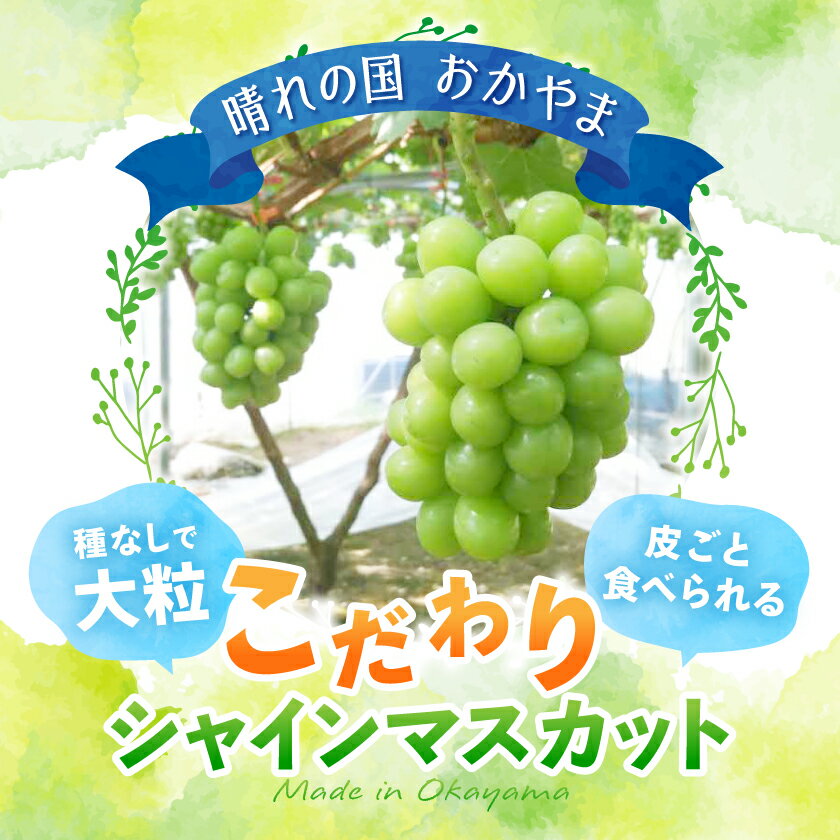 【ふるさと納税】【2026年先行予約】岡山県美作市産　シャインマスカット　2kg(3～5房)_ シャインマスカット ぶどう 葡萄 ブドウ マスカット 人気 種なし 大粒 果物 くだもの フルーツ 岡山県 美作市 産直 【配送不可地域：離島】【1109316】 - 画像3