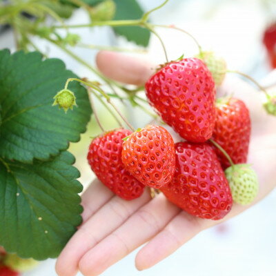 【ふるさと納税】【令和7年産】新米・精米　きぬむすめ2kg&いちご詰合せ(約280g×4パック)【配送不可地域：離島・北海道・沖縄県】【1676470】 サムネイル2