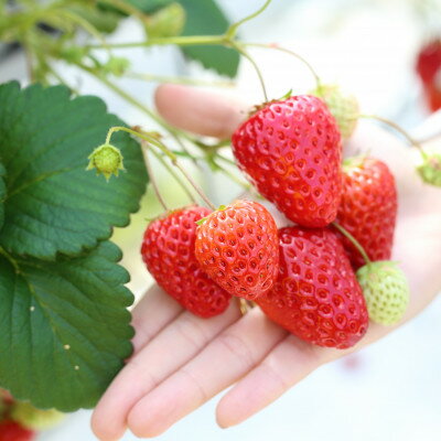 【ふるさと納税】【令和7年産】新米・精米　きぬむすめ5kg&いちご詰合せ(約280g×4パック)【配送不可地域：離島・北海道・沖縄県】【1676471】 サムネイル2