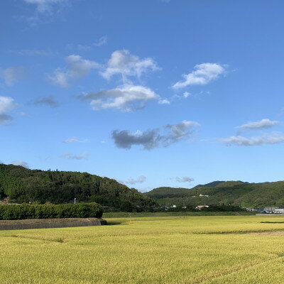 【ふるさと納税】【令和7年産】新米・精米　きぬむすめ5kg&いちご詰合せ(約280g×4パック)【配送不可地域：離島・北海道・沖縄県】【1676471】 サムネイル3