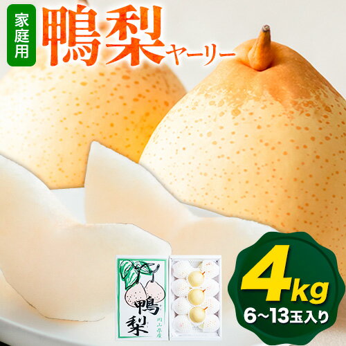 【先行予約】ご家庭用 梨 なし ナシ ヤーリー 鴨梨 備前乙女梨 約4kg 6〜13玉《2025年11月中旬-1月上旬頃出荷》石原果樹園 岡山県 浅口市 果物 フルーツ 新鮮