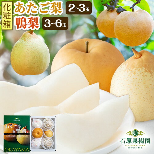 【先行予約】梨 なし 梨 旬 あたご梨 2~3玉 鴨梨 3~6玉 詰め合わせ 計約4kg 化粧箱 石原果樹園 《2025年11月中旬-1月上旬頃出荷》岡山県 浅口市 果物 フルーツ 梨 詰め合わせ