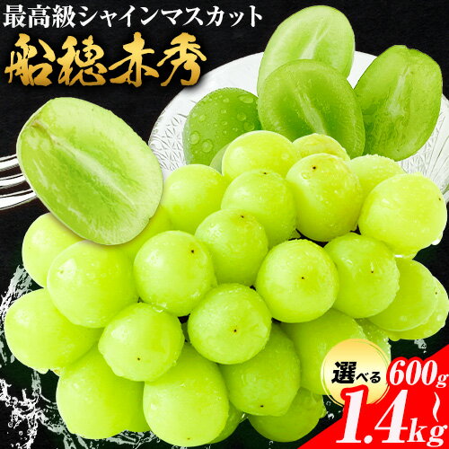 【2026年発送先行予約】最高級 シャインマスカット ぶどう 船穂赤秀 1房 岡山県産 2房《2026年9月上旬-10月末頃出荷》 ハレノフルーツ マスカット 送料無料 岡山県 浅口市 フルーツ 果物 贈り物 ギフト 国産 岡山県産【配送不可地域あり】