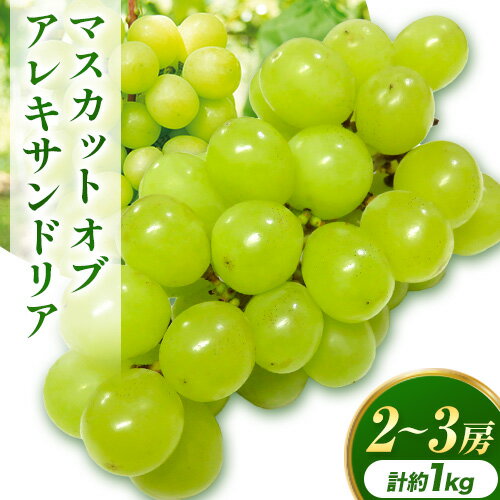 【2026年先行予約】秋の マスカットオブアレキサンドリア 2〜3房 計約1.0kg 環山堂株式会社《2026年8月下旬-9月下旬頃より発送予定》岡山県 浅口市 マスカット ぶどう 果物 フルーツ 葡萄 送料無料