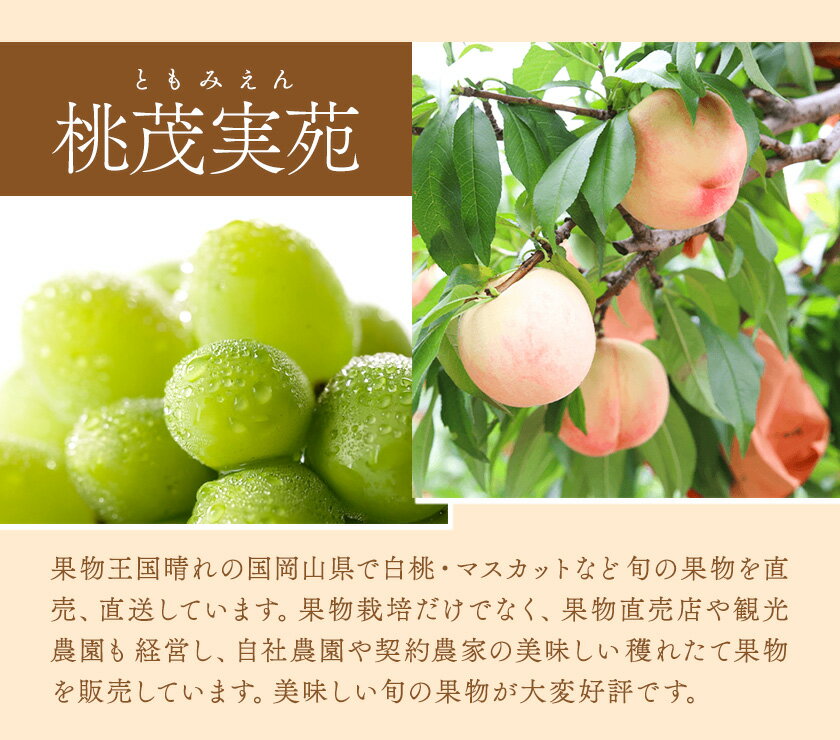 【ふるさと納税】【2026年先行予約】桃 ぶどう 白桃 3玉 約900g（1玉約300g）シャインマスカット 晴王 1房 550g以上 もも 葡萄 詰合せ 岡山 国産 フルーツ 果物 ギフト 桃茂實苑《2026年6月中旬-8月中旬頃出荷》岡山県 浅口市 フルーツ ぶどう 果物 青果【配送不可地域あり】 サムネイル3