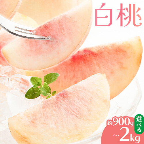 【2026年先行予約】白桃 選べる内容量 約900g 約1.5kg 約2kg もも モモ 岡山 国産 フルーツ 果物 桃茂實苑《2026年6月中旬-8月下旬頃出荷》岡山県 浅口市 フルーツ モモ 果物 青果 旬 白桃 国産 岡山県産【配送不可地域あり】