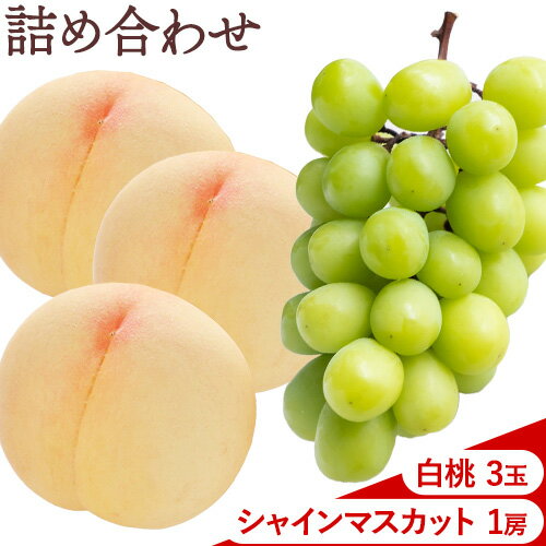 【2026年先行予約】桃 ぶどう 白桃 3玉 約900g（1玉約300g）シャインマスカット 晴王 1房 550g以上 もも 葡萄 詰合せ 岡山 国産 フルーツ 果物 ギフト 桃茂實苑《2026年6月中旬-8月中旬頃出荷》岡山県 浅口市 フルーツ ぶどう 果物 青果【配送不可地域あり】