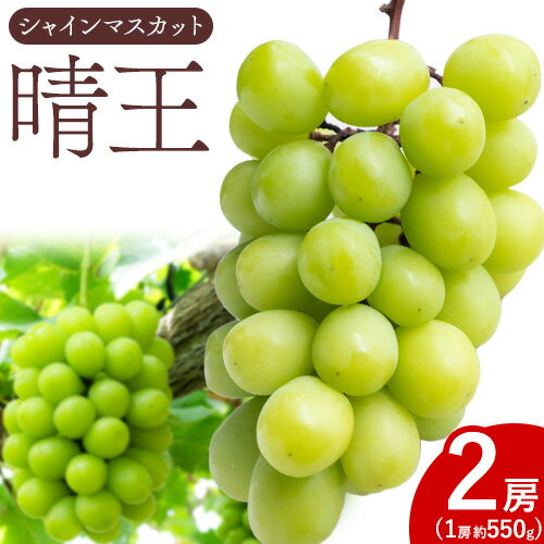 【2026年先行予約】シャイン マスカット 晴王 2房（1房550g以上）マスカット ブドウ 葡萄 岡山県産 国産 フルーツ 果物 ギフト 桃茂實苑《2026年7月上旬-8月中旬頃出荷》岡山県 浅口市 フルーツ ぶどう 果物 青果 旬 葡萄 国産 岡山県産【配送不可地域あり】