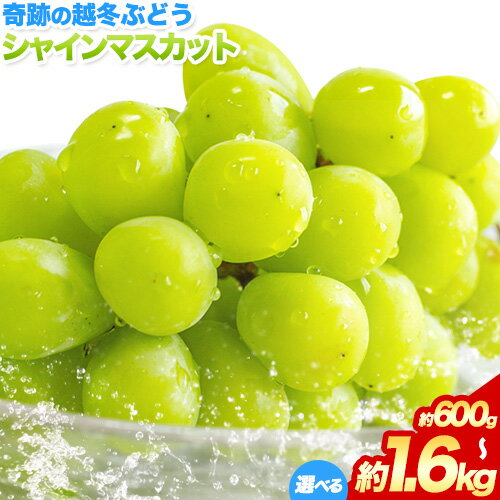 奇跡の越冬ぶどう シャインマスカット 1房 (600g以上) 1房 (800g以上) 2房 (1房600g以上) 2房 (1房800g以上) 五果苑《2025年11月上旬-2026年3月末頃出荷》越冬ぶどう フルーツ 果物 岡山県 浅口市 送料無料【配送不可地域あり】
