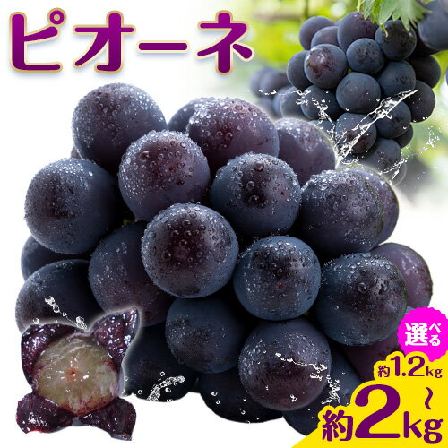 【2026年先行予約】ぶどう ピオーネ 約 1.2kg または 約 2kg 2房 ~ 5房 もりおか農園《2026年9月上旬-10月上旬頃出荷》岡山県 浅口市 送料無料 ぶどう フルーツ 果物 くだもの デザート おやつ【配送不可地域あり】