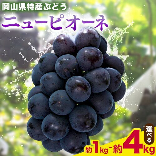 【2026年先行予約】ニューピオーネ 選べる 約1kg(2房) 約2kg(4-5房) 約4kg(6-10房) Kazu Farm《2026年8月下旬-9月下旬頃出荷》 岡山県 浅口市 岡山県産 ぶどう ピオーネ フルーツ 果物 くだもの 送料無料