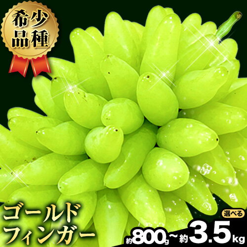 【先行予約受付開始】ゴールドフィンガー 選べる 1~3房 3~6房 8~10房【配送不可地域あり】タンポポ農園《2026年8月上旬-8月下旬頃出荷(土日祝除く)》 ぶどう 送料無料 岡山県 浅口市 フルーツ 果物 贈り物 国産 岡山県産 くだもの 果物 青果物 希少品種