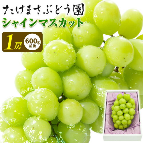 【2026年先行予約】ぶどう シャインマスカット 1房 たけまさぶどう園 《2026年9月上旬-10月中旬頃出荷》岡山県 浅口市 フルーツ デザート おやつ マスカット 果物 国産 岡山県産 くだもの 青果物 送料無料【配送不可地域あり】